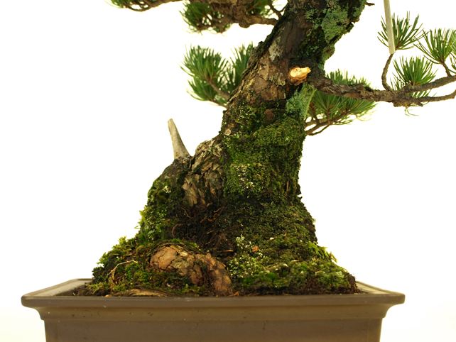 五葉松盆栽 斜幹 根元拡大
