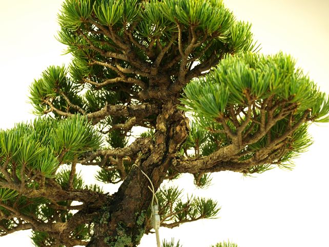 五葉松盆栽 斜幹 枝周り