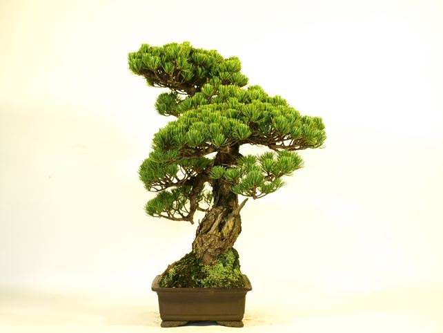 五葉松盆栽 模様木 右面