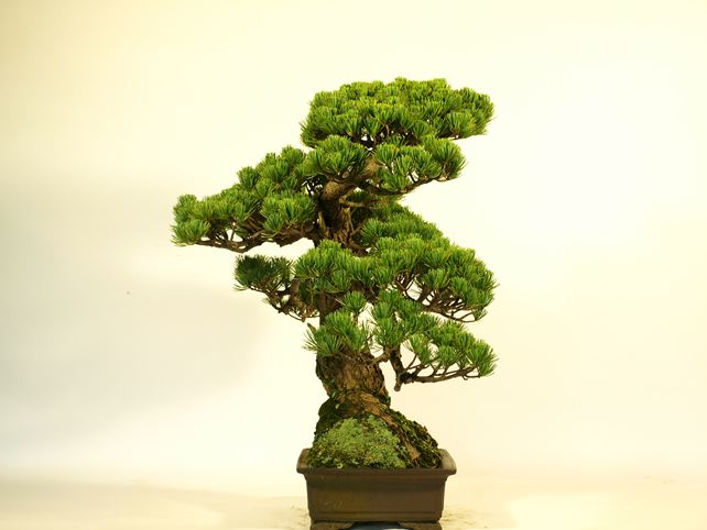 五葉松盆栽 模様木 左面