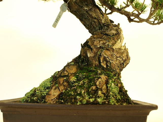 五葉松盆栽 模様木 根元拡大