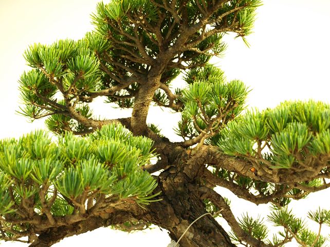 五葉松盆栽 模様木 枝周り