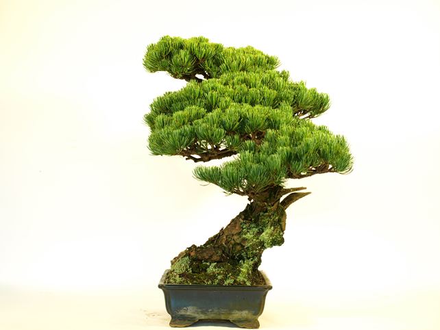 五葉松盆栽 模様木 右面