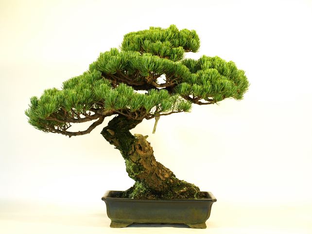 五葉松盆栽 模様木 背面