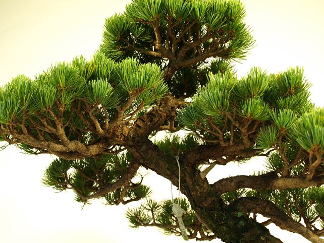 五葉松盆栽 模様木 枝周り
