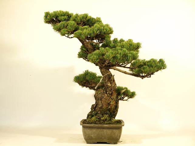 五葉松盆栽 模様木 右面