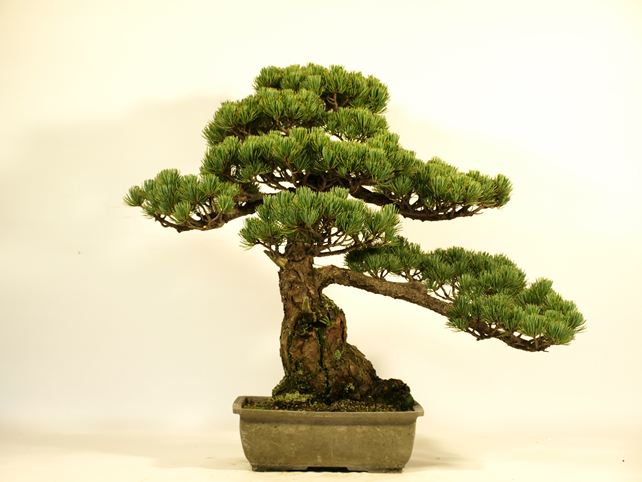 五葉松盆栽 模様木 背面