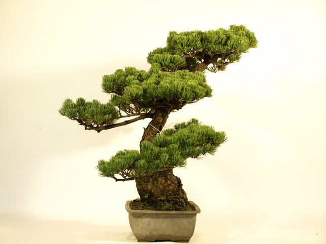 五葉松盆栽 模様木 左面