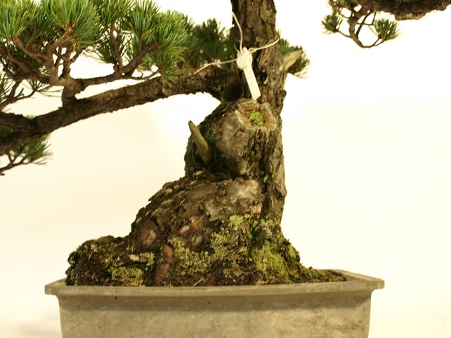 五葉松盆栽 模様木 根元拡大