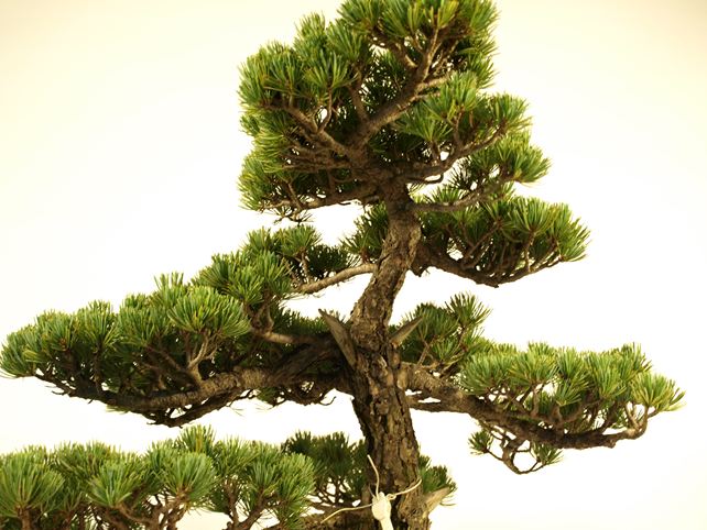 五葉松盆栽 模様木 枝周り