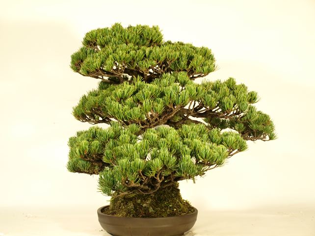 五葉松盆栽 模様木 右面