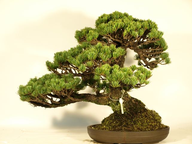 五葉松盆栽 模様木 背面