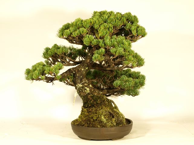五葉松盆栽 模様木 左面