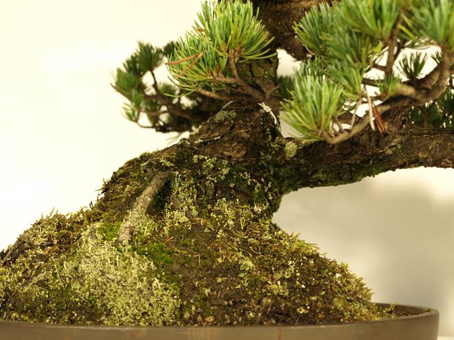 五葉松盆栽 模様木 根元拡大