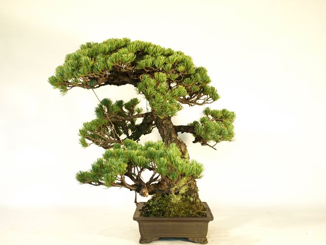 五葉松盆栽 模様木 右面