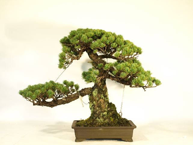 五葉松盆栽 模様木 背面