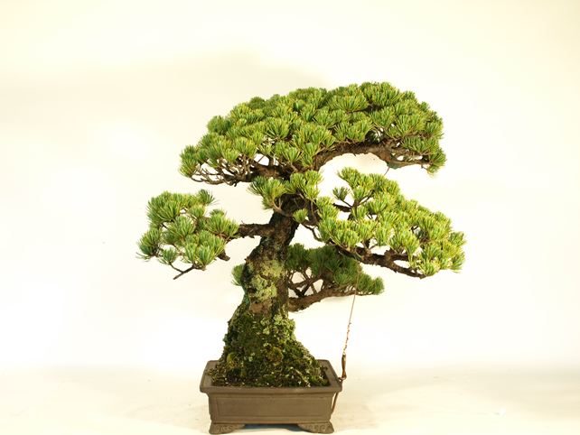 五葉松盆栽 模様木 左面