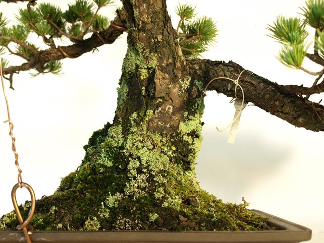 五葉松盆栽 模様木 根元拡大