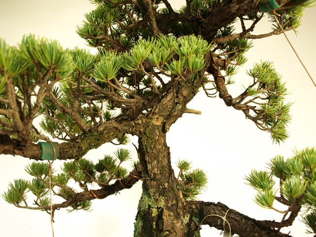五葉松盆栽 模様木 枝周り