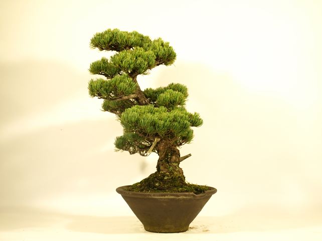 五葉松盆栽 模様木 右面