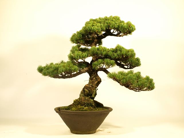 五葉松盆栽 模様木 背面