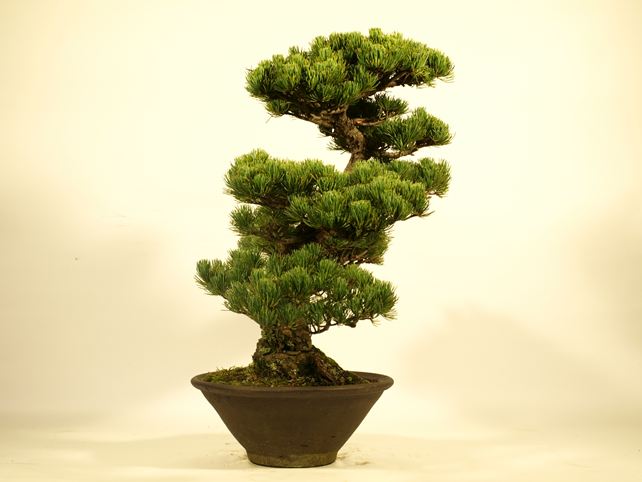 五葉松盆栽 模様木 左面