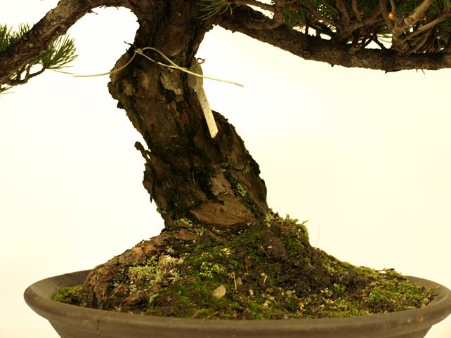 五葉松盆栽 模様木 根元拡大