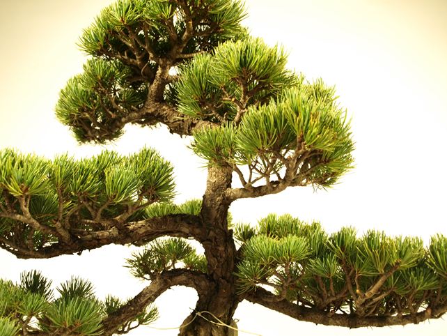 五葉松盆栽 模様木 枝周り