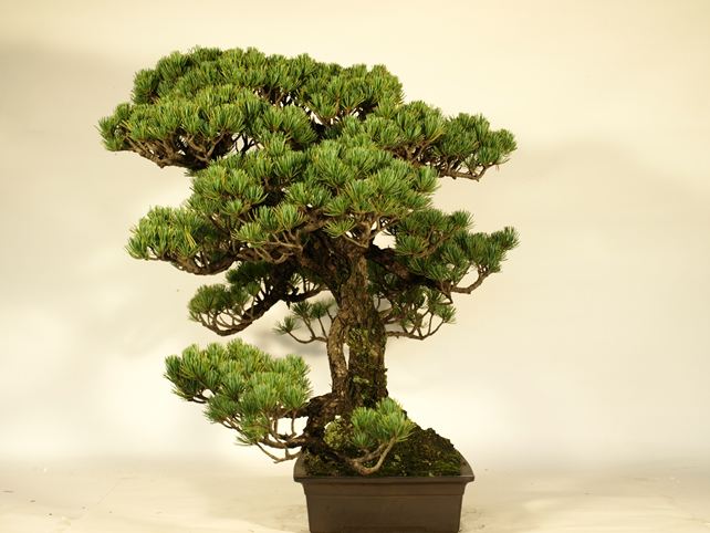 五葉松盆栽 双幹 右面