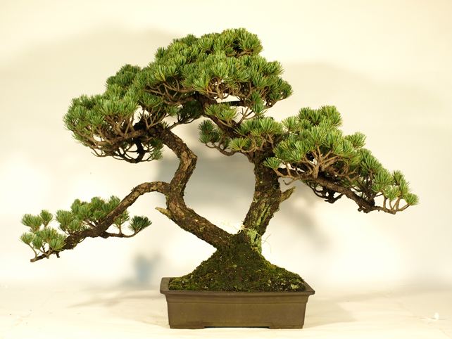 五葉松盆栽 双幹 背面