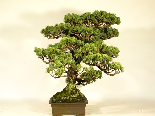 五葉松盆栽 双幹 左面