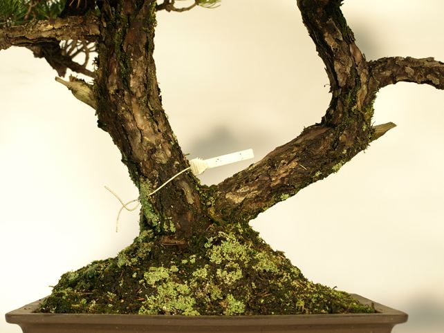 五葉松盆栽 双幹 根元拡大