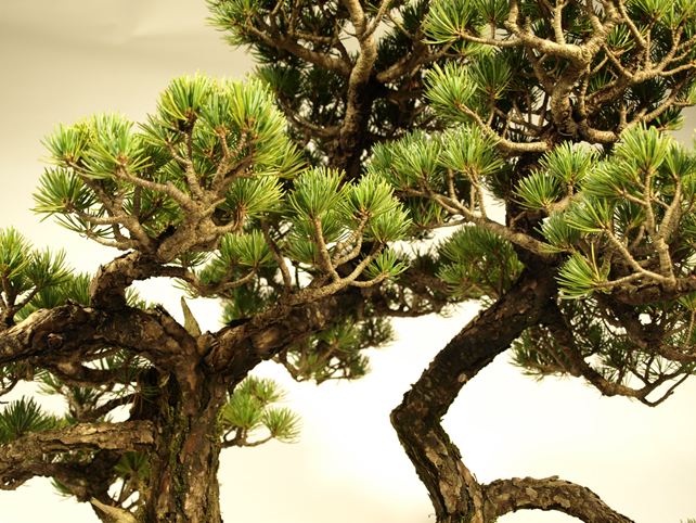 五葉松盆栽 双幹 枝周り