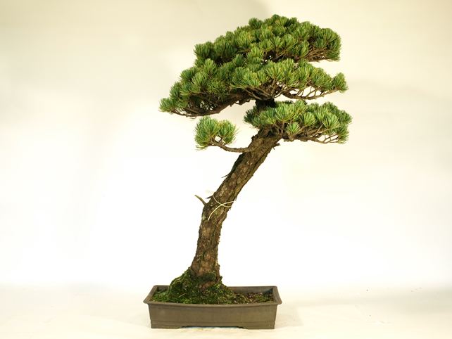 五葉松盆栽 文人 背面