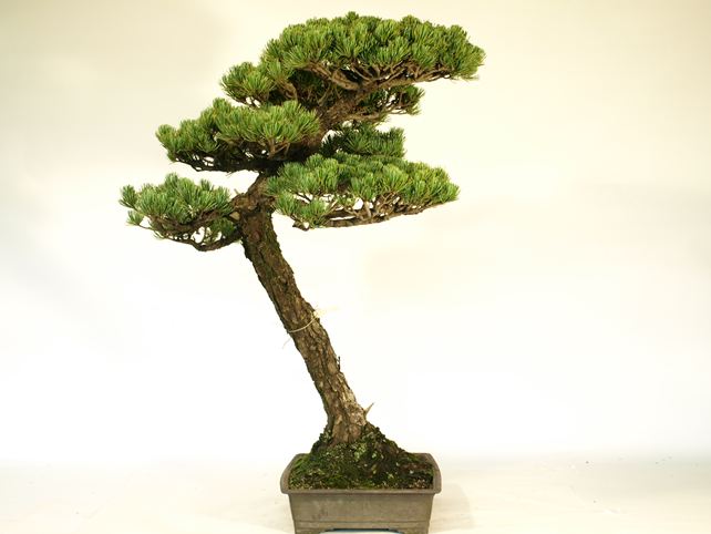 五葉松盆栽 文人 左面