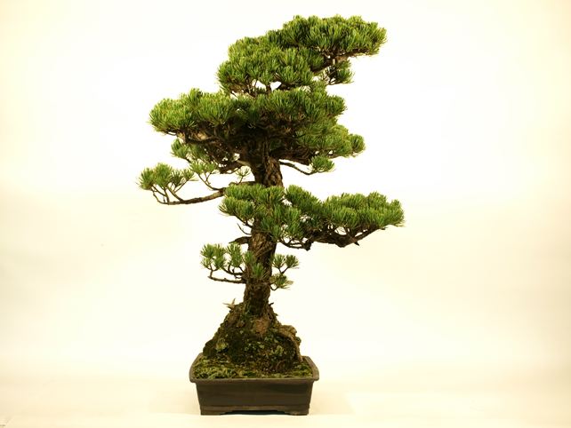 五葉松盆栽 文人 右面