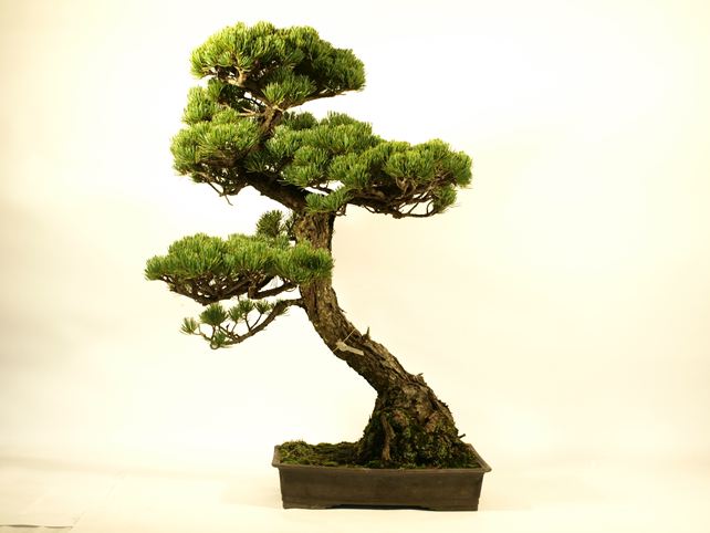 五葉松盆栽 文人 背面