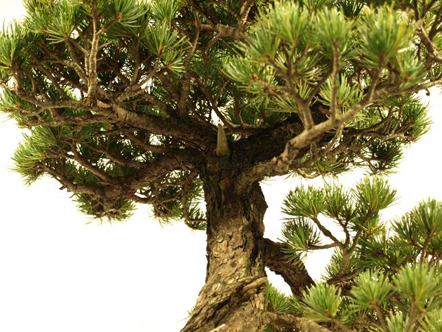 五葉松盆栽 文人 枝周り