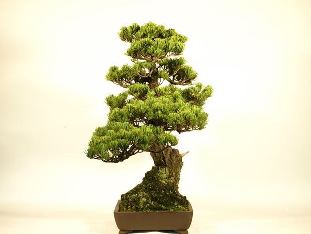 五葉松盆栽 斜幹 右面