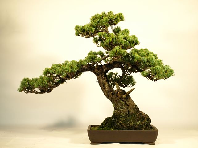 五葉松盆栽 斜幹 背面