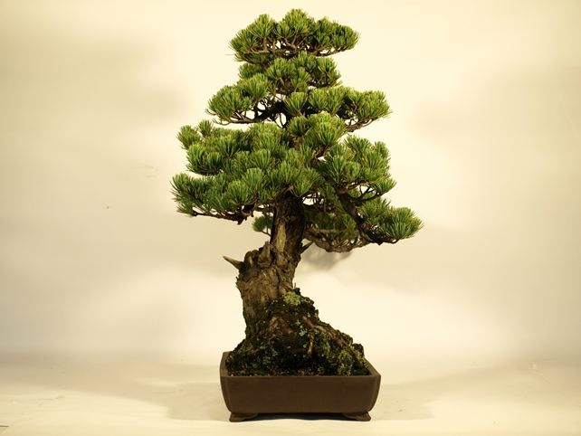 五葉松盆栽 斜幹 左面