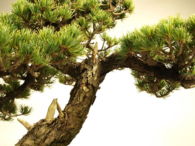 五葉松盆栽 斜幹 枝周り