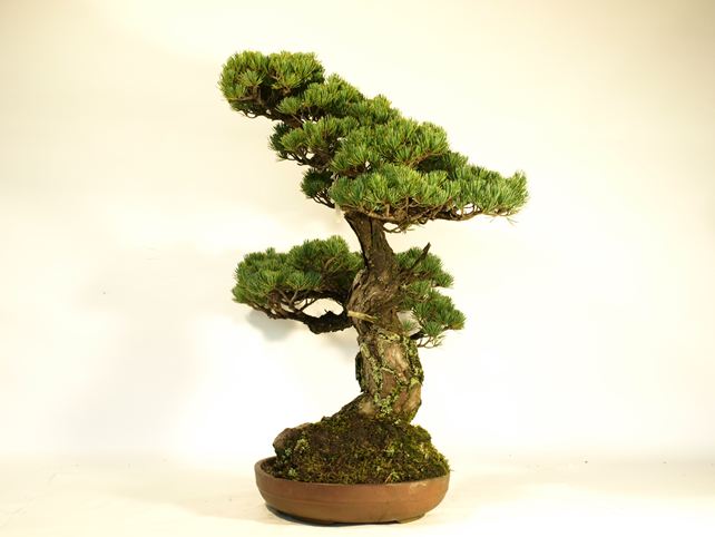 五葉松盆栽 模様木 右面