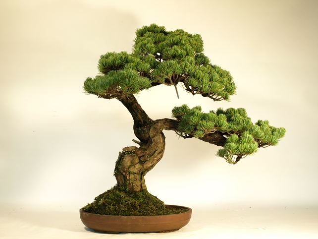 五葉松盆栽 模様木 背面