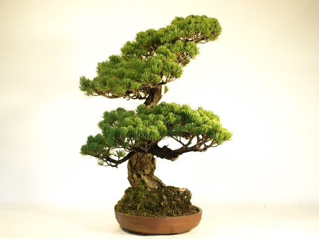 五葉松盆栽 模様木 左面