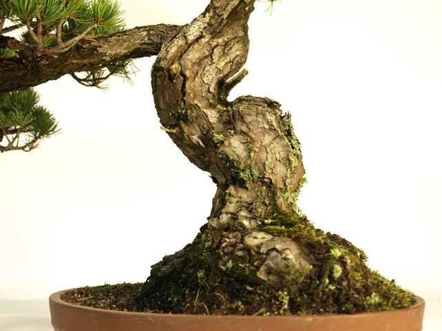 五葉松盆栽 模様木 根元拡大