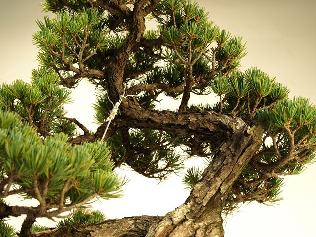 五葉松盆栽 模様木 枝周り