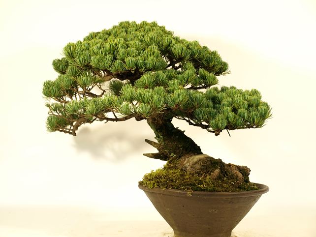 五葉松盆栽 斜幹 背面