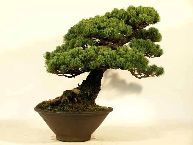 五葉松盆栽 斜幹 左面
