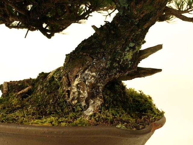 五葉松盆栽 斜幹 根元拡大